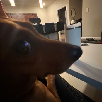 S Brand Pet Grooming - Pet Services Near Me - Saginaw, Texas S Brand Pet Grooming - Pet Services Near Me - Saginaw, Texas