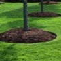 Photo of Action Lawn Care