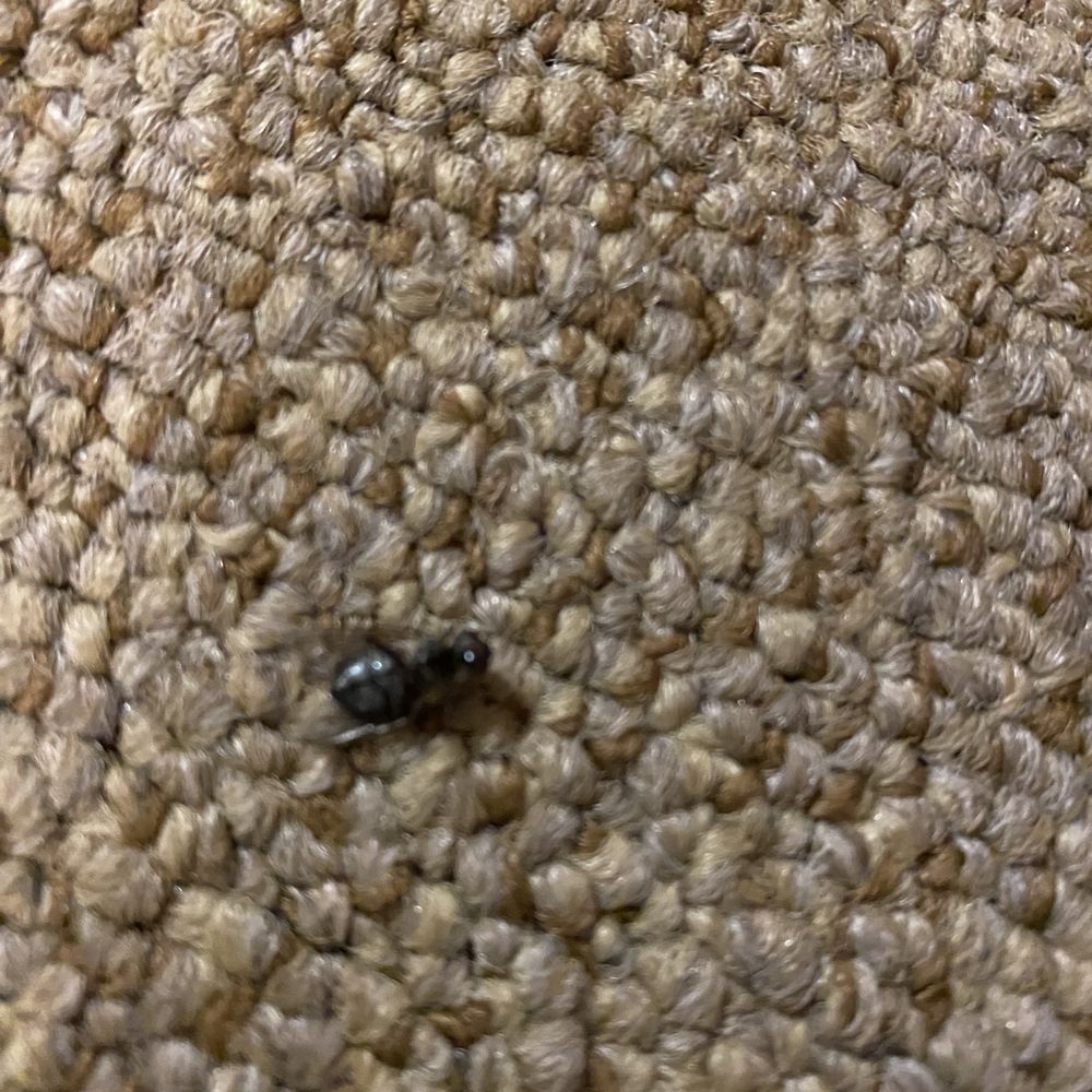 The Lucerne Inn - dead bug on carpet - Hotels Near Me - Dedham, Maine The Lucerne Inn - dead bug on carpet - Hotels Near Me - Dedham, Maine