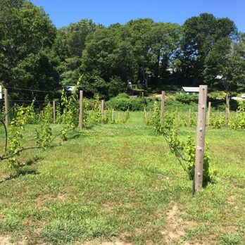 Cape Cod Winery - Wineries Near Me - Falmouth, Massachusetts Cape Cod Winery - Wineries Near Me - Falmouth, Massachusetts