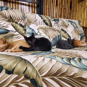 Aloha Kitty Cafe - Snuggle party - Pet Adoption Near Me - Kailua, Hawaii