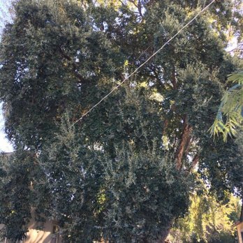 Reasonable Tree Services - Better look to see how close the tree is the nieghbor's house.( Tree removal) - Tree Services Near Me Reasonable Tree Services - Better look to see how close the tree is the nieghbor's house.( Tree removal) - Tree Services Near Me