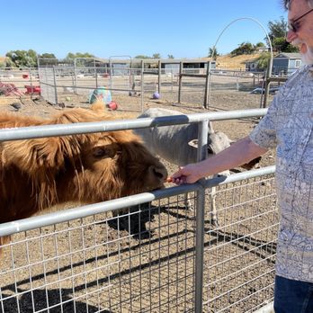 American Made Farm Sanctuary - This is Cowboy, a Scottish Highland cow - and he is FULL of personality and greedy for attention! - Petting Zoos Near Me - Petaluma, California