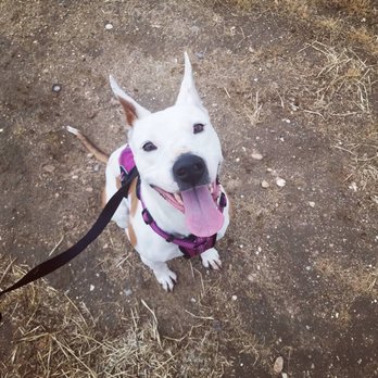 Bakersfield Spca - Animal Shelters Near Me - Bakersfield, California