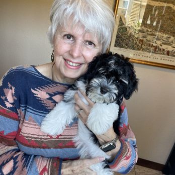 Harris Havanese - Pet Breeders Near Me