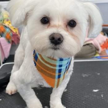 Puppy Pampering Pet Spa - This little guy is very wiggly and she did such a great job grooming him! - Pet Groomers Near Me - Rancho Cucamonga, California