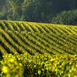 Château Larrivet Haut-Brion
