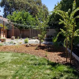 Our two new maple trees, I can't wait till fall!! Our two new maple trees, I can't wait till fall!!