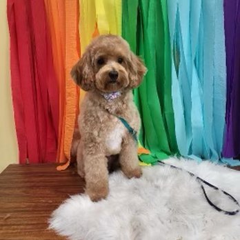 Bubble Pup Salon - Pet Groomers Near Me - Los Angeles, California Bubble Pup Salon - Pet Groomers Near Me - Los Angeles, California