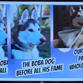 BobaDog Bubble Tea & Hotdog - The Boba Dog! - Bubble Tea Near Me - Victoria, British Columbia