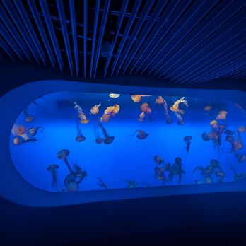 Monterey Bay Aquarium - Aquariums Near Me - Monterey, California Monterey Bay Aquarium - Aquariums Near Me - Monterey, California