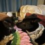 Photo of Bonita's Four Legged Friends