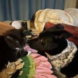 Bonita's Four Legged Friends - Owen & Pop Tart