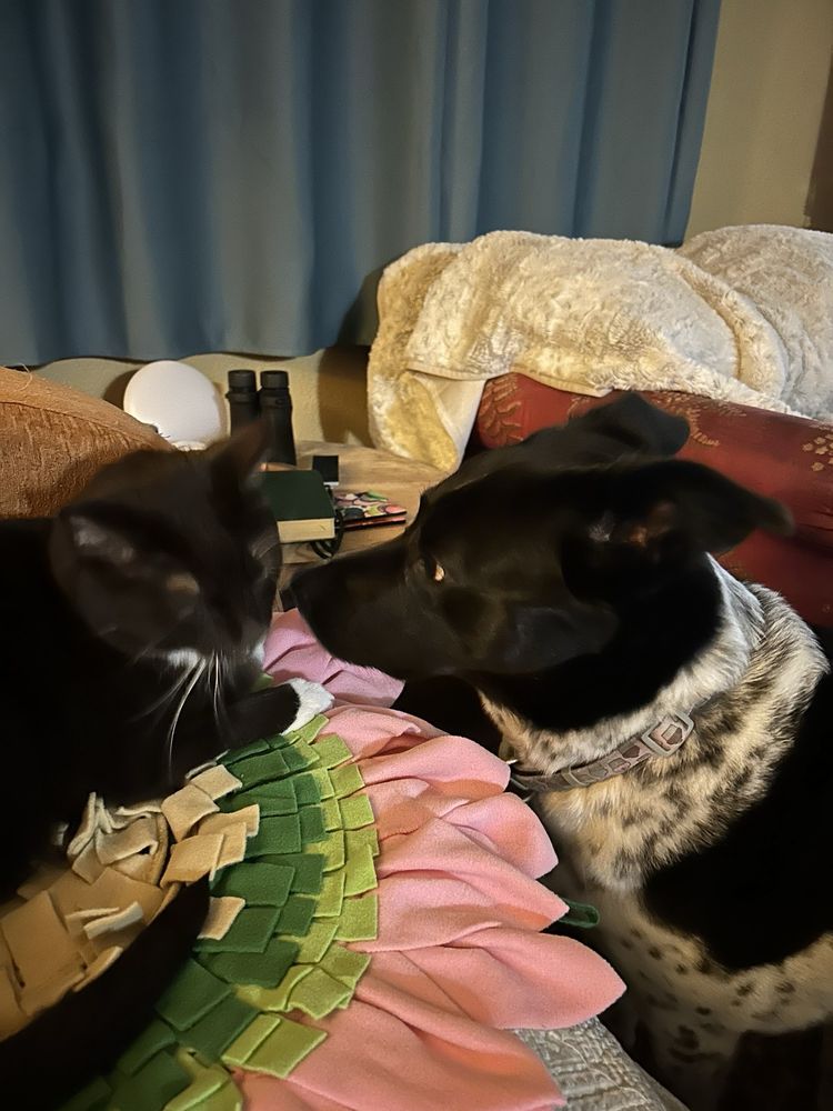 Bonita's Four Legged Friends Image