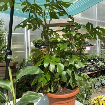 Maypop Coffee & Garden Shop - Coffee & Tea Near Me - Webster Groves, Missouri