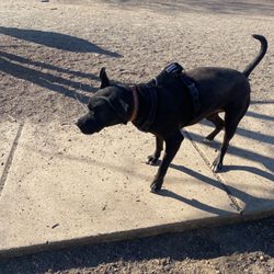 Walter Reed Dog Park - Dog park