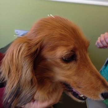 Qi Veterinary Clinic - Acupuncture - Veterinarians Near Me - Shelburne, Vermont Qi Veterinary Clinic - Acupuncture - Veterinarians Near Me - Shelburne, Vermont
