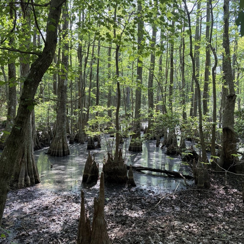 Bald cypress trees Bald cypress trees
