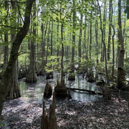 Bald cypress trees Bald cypress trees