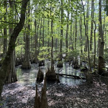 First Landing State Park - Bald cypress trees - Parks Near Me - Virginia Beach, Virginia First Landing State Park - Bald cypress trees - Parks Near Me - Virginia Beach, Virginia