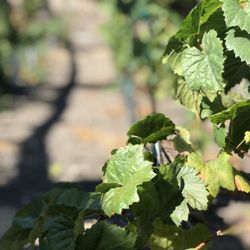 Christopher Lines and Associates - Vineyards , Danville , Ca