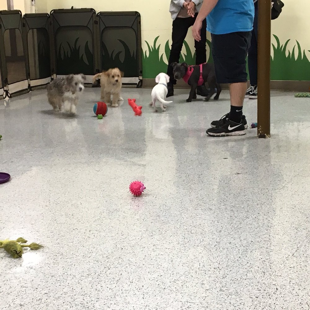 Petco - Puppy playtime at Petco! - Pet Stores Near Me - Burbank, California Petco - Puppy playtime at Petco! - Pet Stores Near Me - Burbank, California