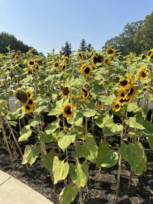 Big Red Orchard by null