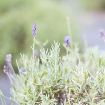 Seven Oaks Lavender Farm - Flowers & Gifts Near Me - Catlett, Virginia Seven Oaks Lavender Farm - Flowers & Gifts Near Me - Catlett, Virginia