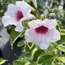 Yard Stop Garden Center