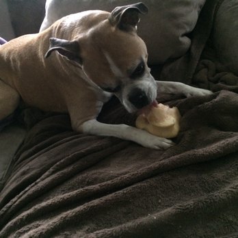 The Feed Store - Dudley REALLY LOVES his new knuckle bone. He says THANKS, Feed Store. - Pet Stores Near Me - Harrisburg, Pennsylvania The Feed Store - Dudley REALLY LOVES his new knuckle bone. He says THANKS, Feed Store. - Pet Stores Near Me - Harrisburg, Pennsylvania