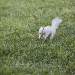 Cycle Tours TO - Maybe we'll see Trinity Bellwoods' famous white squirrel on the West End Neighborhood Tour!