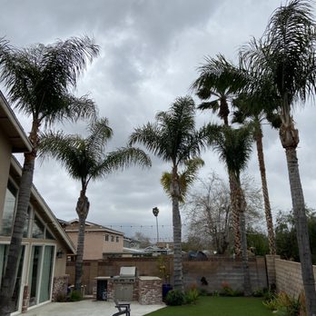 2 Brothers Landscaping - Some palm trimming done in November 2019 - Landscaping Near Me 2 Brothers Landscaping - Some palm trimming done in November 2019 - Landscaping Near Me