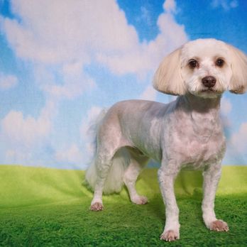Shear Quality Pet Grooming - Pet Groomers Near Me - Shelby Township, Michigan Shear Quality Pet Grooming - Pet Groomers Near Me - Shelby Township, Michigan