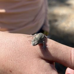 Camp Mather General Store - lizard