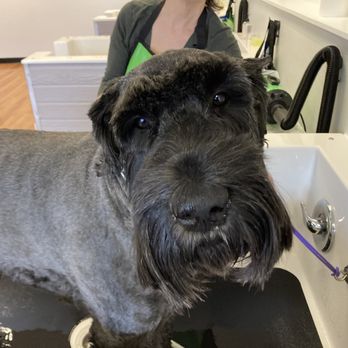 That Dirty Dog - Zeppelin the giant schnauzer gets his bath - Pet Groomers Near Me - North Andover, Massachusetts That Dirty Dog - Zeppelin the giant schnauzer gets his bath - Pet Groomers Near Me - North Andover, Massachusetts
