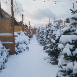 Columbine Christmas Trees
