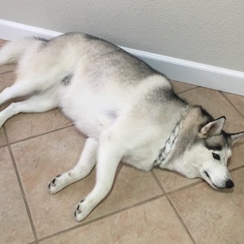 Meadows Pet Care - Pet Groomers Near Me - San Marcos, California Meadows Pet Care - Pet Groomers Near Me - San Marcos, California