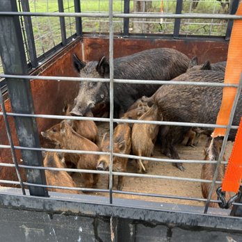 Texican Wild Hog Trapping - Wild Pigs loaded on our trailer - Wildlife Control Near Me Texican Wild Hog Trapping - Wild Pigs loaded on our trailer - Wildlife Control Near Me