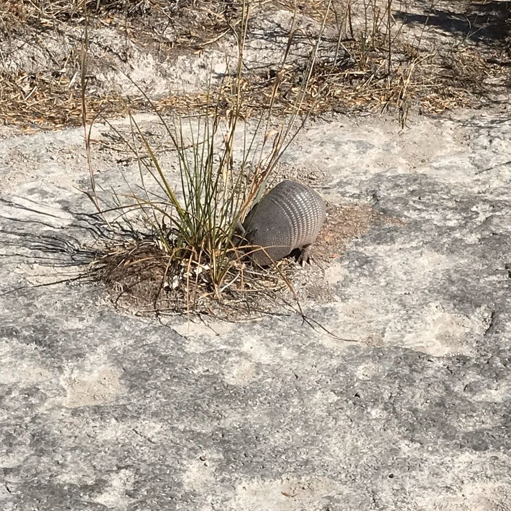Lots of armadillos