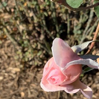 Homer  Briggs Park - #photography #flower - Parks Near Me - Ontario, California