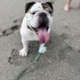 Photo of Jupiter Dog Beach