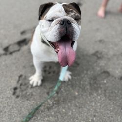 Jupiter Dog Beach