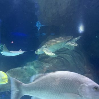Sea Life - Aquariums Near Me - Orlando, Florida Sea Life - Aquariums Near Me - Orlando, Florida