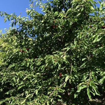 U-Pick Berries - Choose older cherry tree to pick - Fruits & Veggies Near Me - Stockton, California U-Pick Berries - Choose older cherry tree to pick - Fruits & Veggies Near Me - Stockton, California