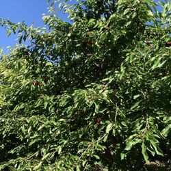 U-Pick Berries - Choose older cherry tree to pick