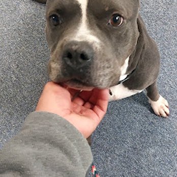 Canine Advanced Training Services - Pet Training Near Me - Euless, Texas Canine Advanced Training Services - Pet Training Near Me - Euless, Texas
