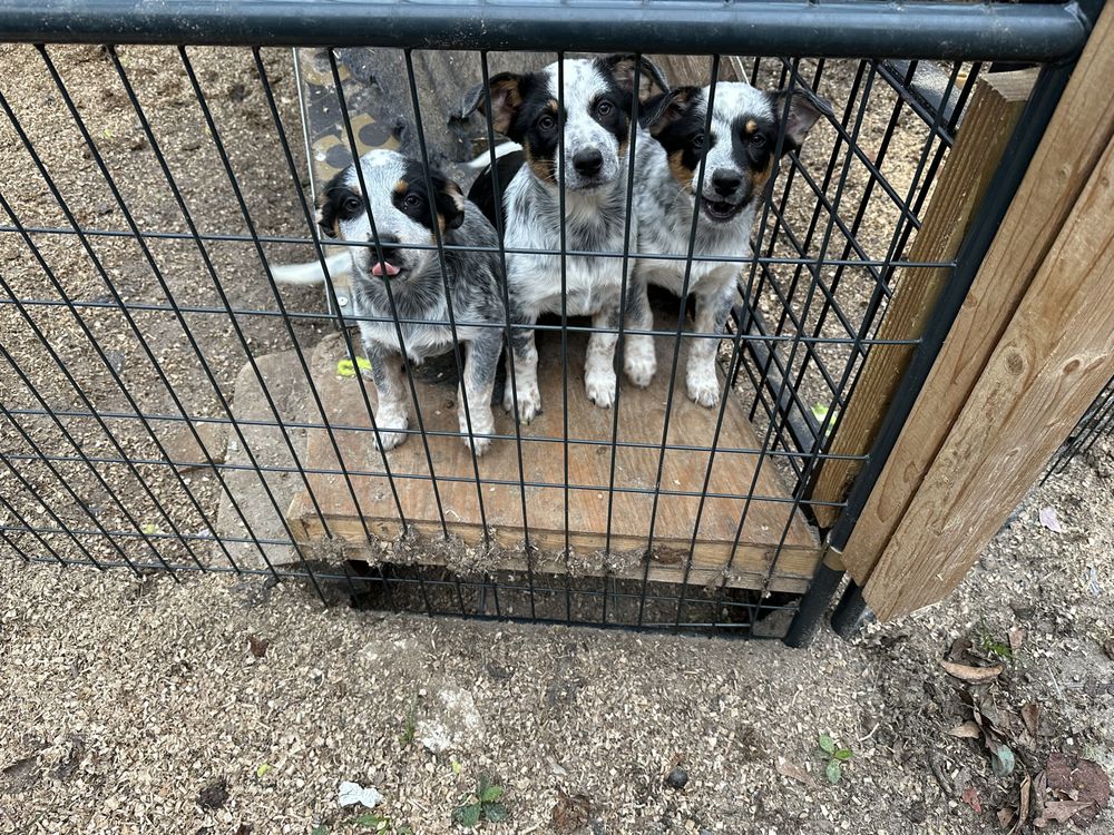 All Creatures Rescue Outreach Services - veterans service organization in Middleburg, FL