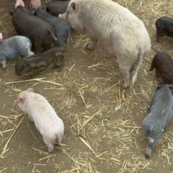 SoCalMiniPigs - Pet Breeders Near Me - Valley Center, California