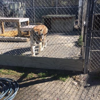 Cat Tales Wildlife Center - Amusement Parks Near Me - Spokane, Washington Cat Tales Wildlife Center - Amusement Parks Near Me - Spokane, Washington
