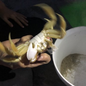 Ghost Crab Quest - Ghost crab - Tours Near Me Ghost Crab Quest - Ghost crab - Tours Near Me